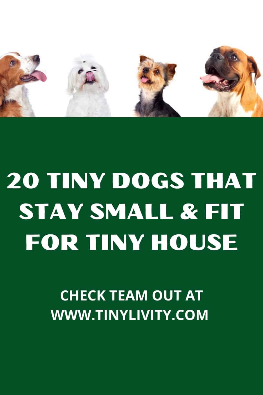 20 Tiny Dogs That Stay Small & Fit for Tiny House